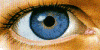 Auge